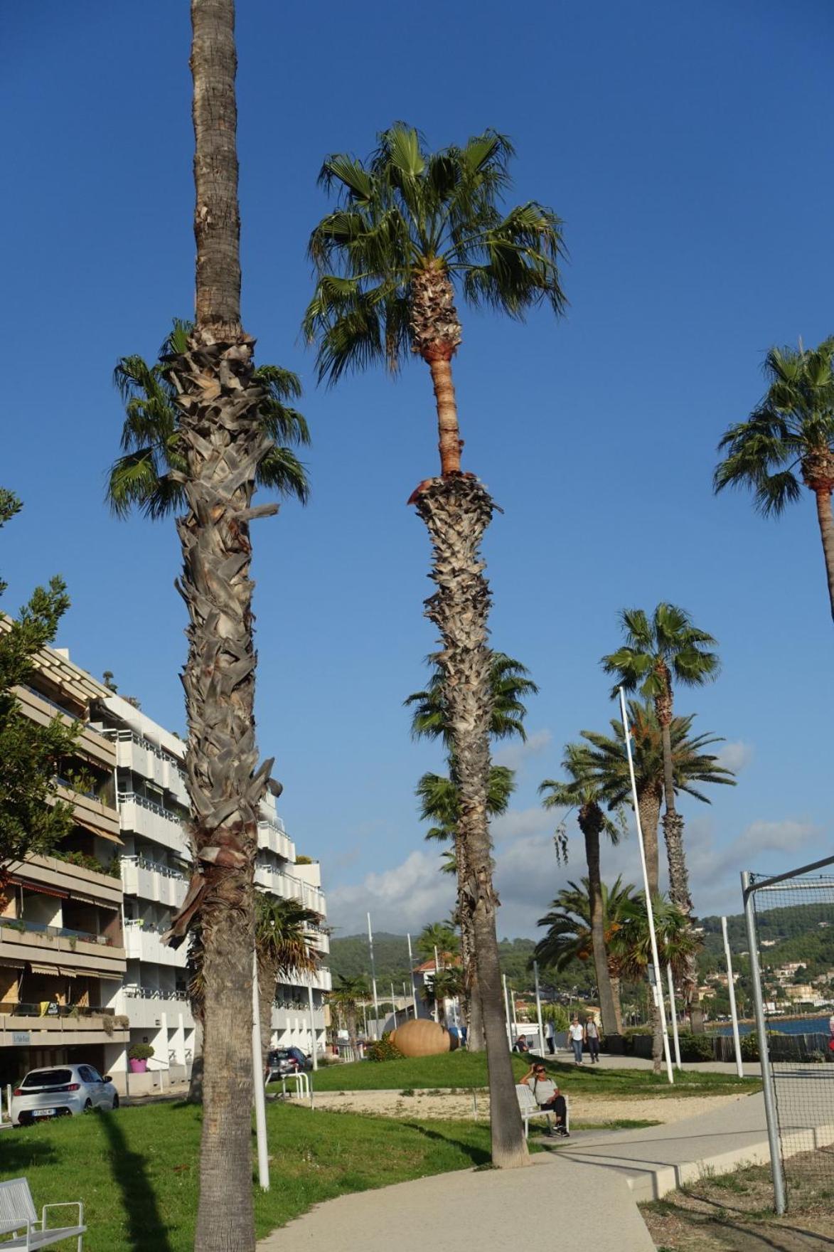 Les Jardins De Bandol, Piscine Privee, Belle Vue Mer Экстерьер фото